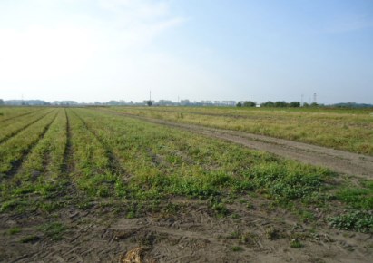 działka na sprzedaż - Grodzisk Mazowiecki, Chlebnia