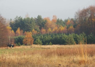 działka na sprzedaż - Skierniewice, Borowiny