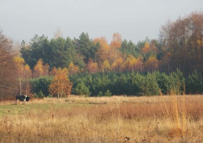 działka na sprzedaż - Skierniewice, Borowiny