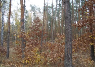 działka na sprzedaż - Żabia Wola, Ojrzanów