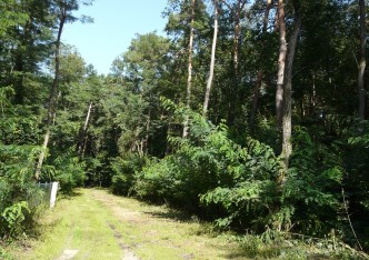 działka na sprzedaż - Puszcza Mariańska, Olszanka