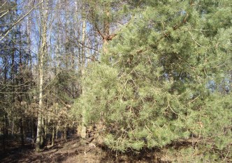działka na sprzedaż - Żabia Wola, Żelechów