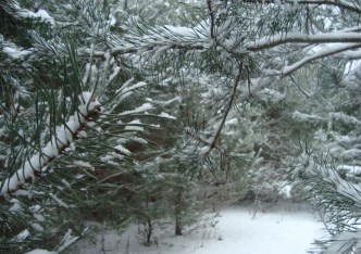 działka na sprzedaż - Żabia Wola, Ojrzanów