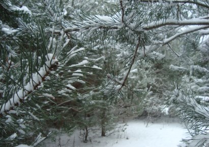 działka na sprzedaż - Żabia Wola, Ojrzanów