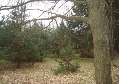 działka na sprzedaż - Żabia Wola, Kaleń-Towarzystwo