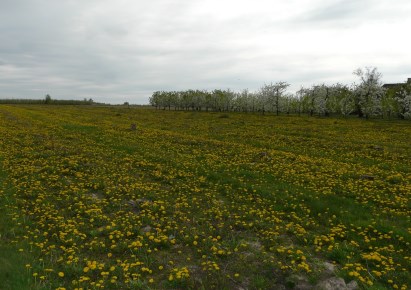 działka na sprzedaż - Kowiesy, Wycinka Wolska