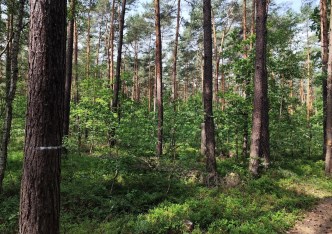 działka na sprzedaż - Puszcza Mariańska, Grabina Radziwiłłowska