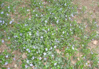 działka na sprzedaż - Żabia Wola, Ojrzanów