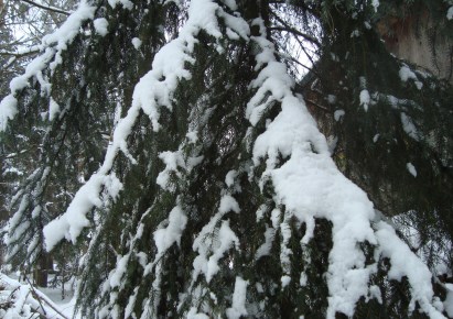 działka na sprzedaż - Żabia Wola, Słubica B