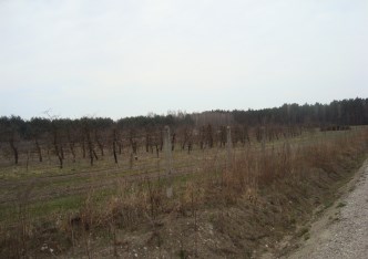 działka na sprzedaż - Tarczyn (gw), Many