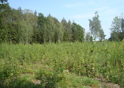 działka na sprzedaż - Żabia Wola, Zaręby